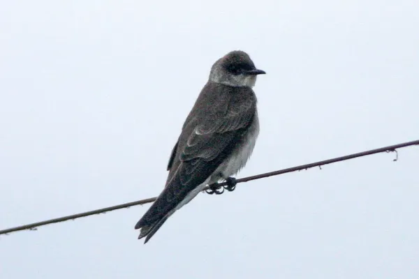 File:Brown-chested Martin (Progne tapera) (8077621726).jpg