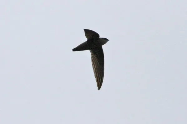 File:Sick's Swift (Chaetura meridionalis) (8077631213).jpg