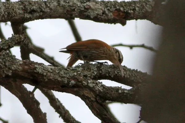 File:Narrow-billed Woodcreeper (Lepidocolaptes angustirostris) (8077634901).jpg
