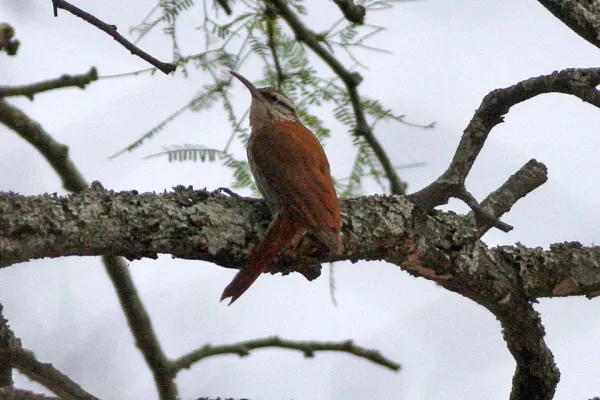 File:Narrow-billed Woodcreeper (Lepidocolaptes angustirostris) (8077626160).jpg