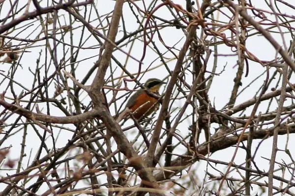 File:Olive-crowned Crescentchest (Melanopareia maximiliani) (8077629196).jpg