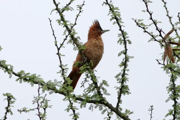 File:Brown Cacholote (Pseudoseisura lophotes) (8077630048).jpg