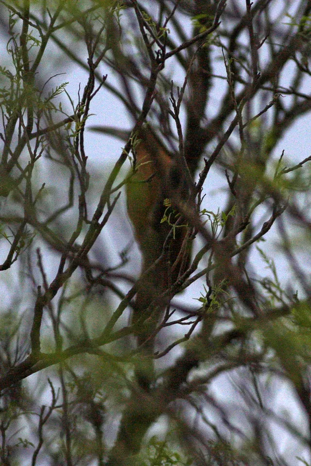 File:Great Rufous Woodcreeper (Xiphocolaptes major) (8077631082).jpg