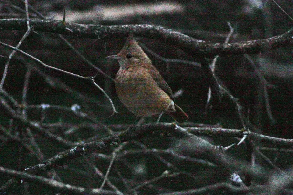 File:Crested Gallito (Rhinocrypta lanceolata) (8077631582).jpg