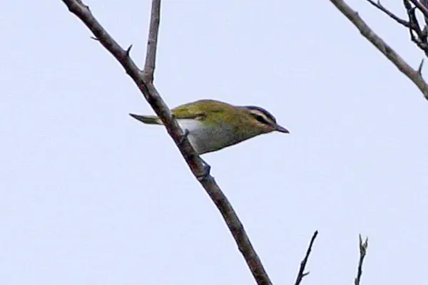 File:Chivi Vireo (Vireo chivi), Las Lajitas, Argentina (8077632322).jpg