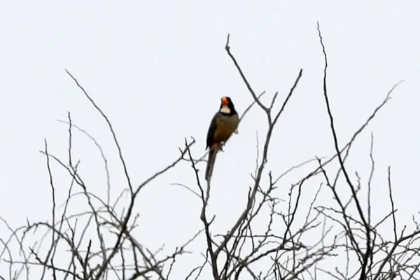 File:Golden-billed Saltator (Saltator aurantiirostris) (8077634262).jpg