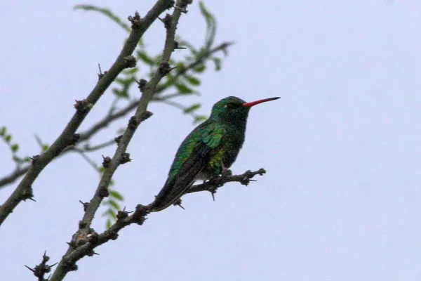 File:Glittering-bellied Emerald (Chlorostilbon lucidus) (8077635124).jpg