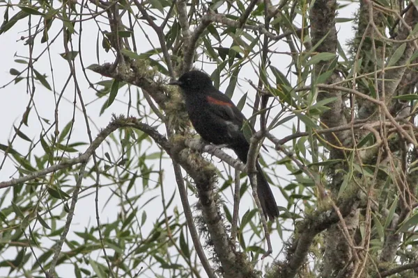 File:Epaulet Oriole (Icterus cayanensis) (8077643308).jpg