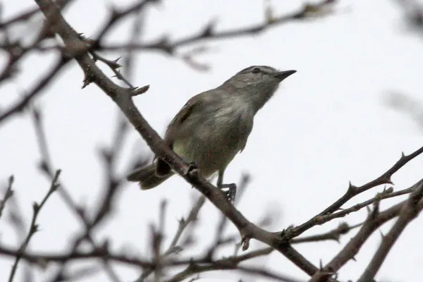 File:Suiriri Flycatcher (Suiriri suiriri) (8077653385).jpg