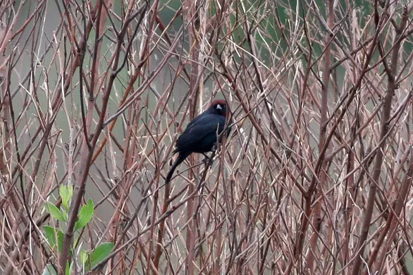 File:Chestnut-capped Blackbird (Chrysomus ruficapillus) (8077645688).jpg