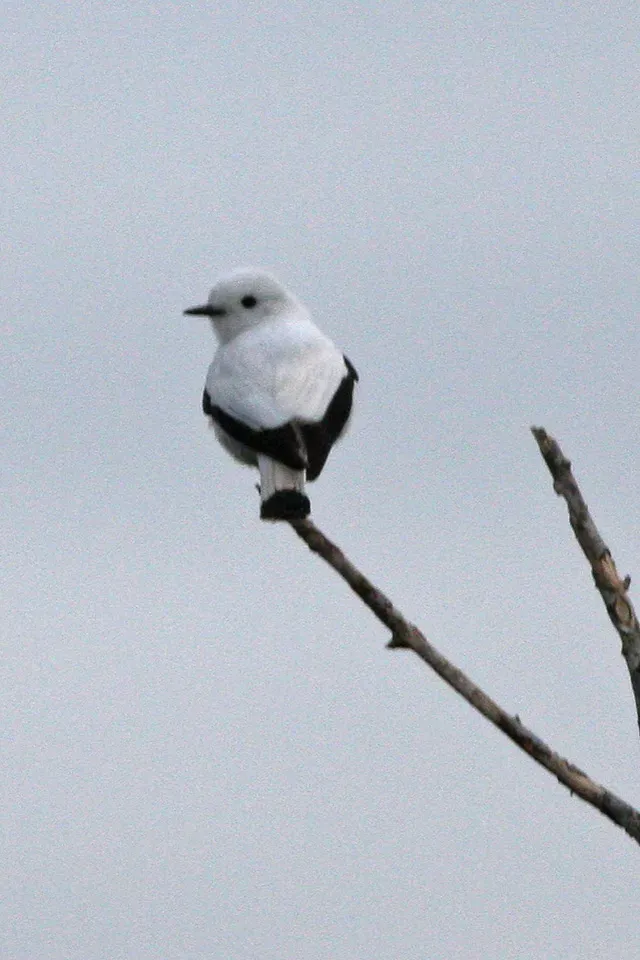 File:White Monjita (Xolmis irupero) (8077646088).jpg