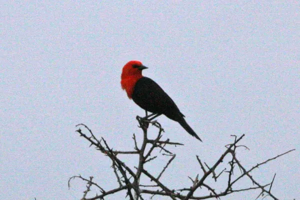 File:Scarlet-headed Blackbird (Amblyramphus holosericeus) (8077655495).jpg