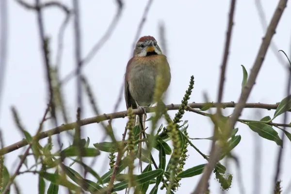 File:Chotoy Spinetail (Schoeniophylax phryganophilus) (8077656323).jpg