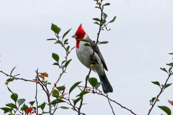 File:Red-crested Cardinal (Paroaria coronata) (8077657121).jpg