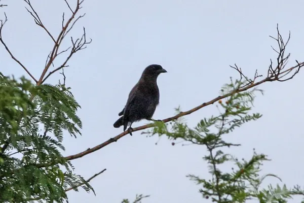 File:Purplish Jay (Cyanocorax cyanomelas) (8077648584).jpg