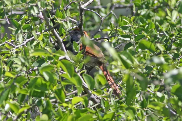 File:Sooty-fronted Spinetail (Synallaxis frontalis) (8077660125).jpg