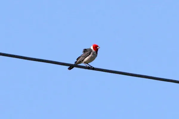 File:Yellow-billed Cardinal (Paroaria capitata) (8077654628).jpg