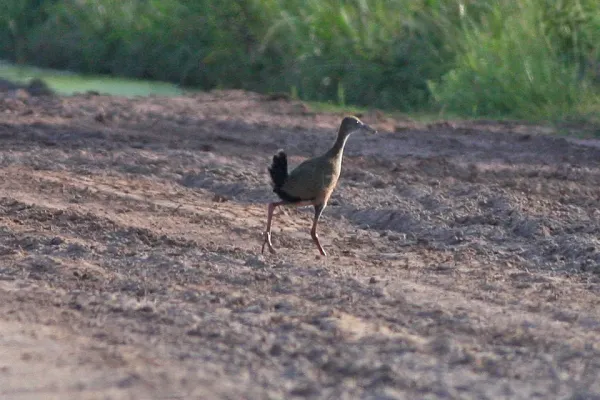 File:Giant Wood-Rail (Aramides ypecaha) (8077657408).jpg