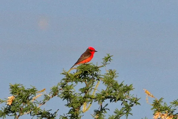 File:Scarlet Flycatcher (Pyrocephalus rubinus), Argentina (8077668047).jpg