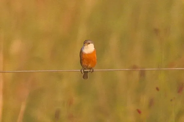File:Marsh Seedeater (Sporophila palustris) (8077659946).jpg