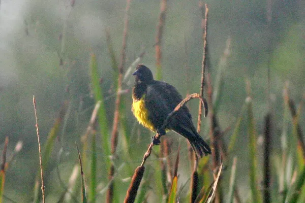 File:Brown & Yellow Marshbird (Pseudoleistes virescens) (8077672167).jpg