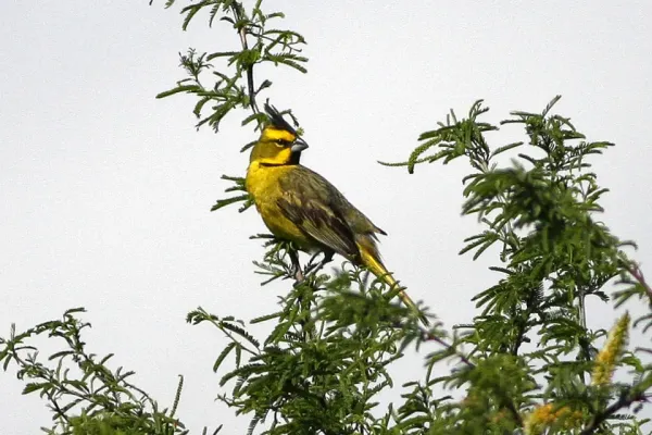 File:Yellow Cardinal (Gubernatrix cristata) (8077671400).jpg