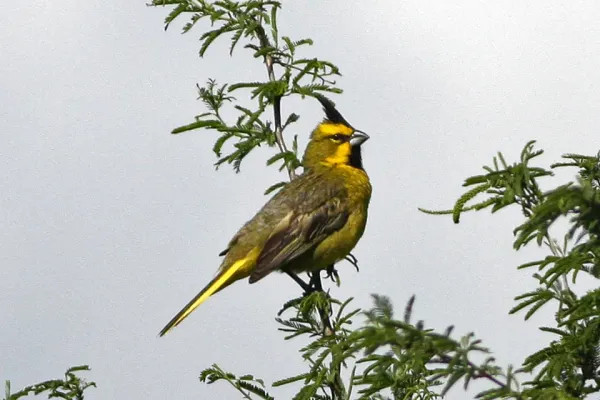 File:Yellow Cardinal (Gubernatrix cristata) (8077671980).jpg