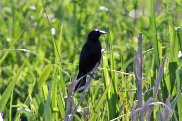 File:Unicoloured Blackbird (Agelasticus cyanopus) (8077677102).jpg
