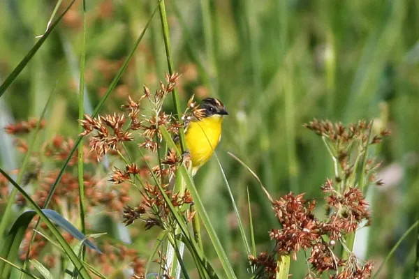 File:Crested Dorodito (Pseudocolopteryx sclateri) (8077677554).jpg