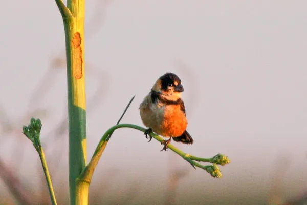 File:Rusty-collared Seedeater (Sporophila collaris) (8077679408).jpg