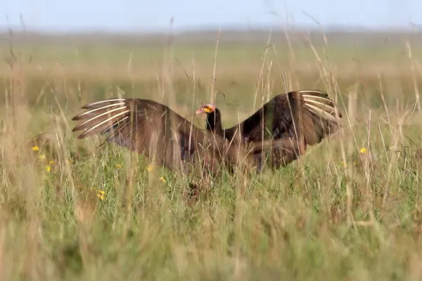 File:Lesser Yellow-headed Vulture (Cathartes burrovianus) (8077681962).jpg