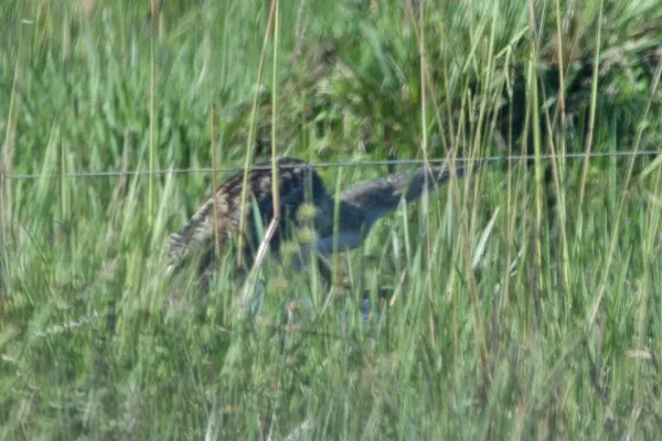 File:Pinnated Bittern(Botaurus pinnatus) (8077683726).jpg
