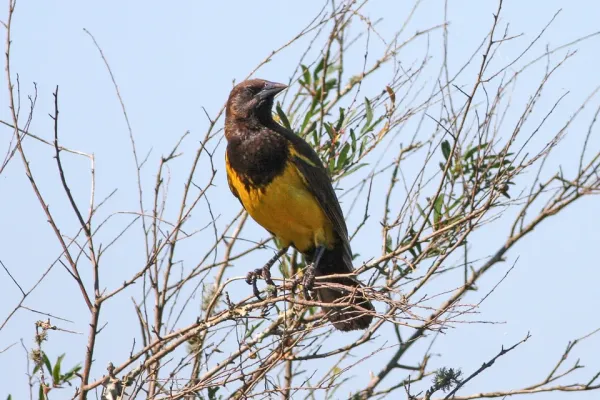 File:Brown & Yellow Marshbird (Pseudoleistes virescens) (8077693939).jpg