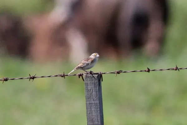 File:Grassland Sparrow (Ammodramus humeralis) (8077684886).jpg