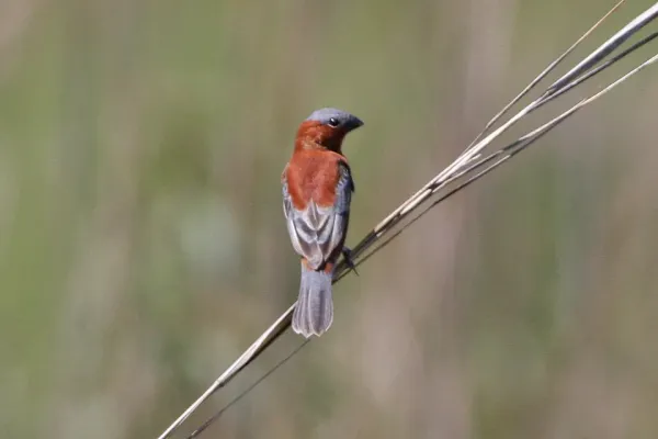 File:Chestnut Seedeater (Sporophila cinnamomea) (8077685298).jpg