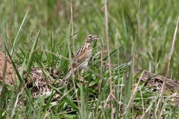 File:Ochre-breasted Pipit (Anthus nattereri) (8077695251).jpg