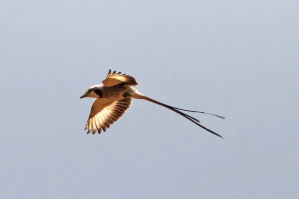 File:Streamer-tailed Tyrant (Gubernetes yetapa) (8077695651).jpg