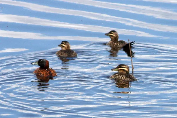 File:Masked Duck (Nomonyx dominicus) (8077696479).jpg