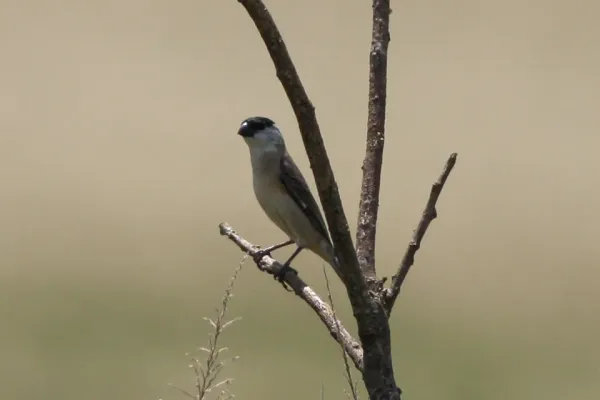 File:Capped Seedeater (Sporophila bouvreuil) (8077697251).jpg