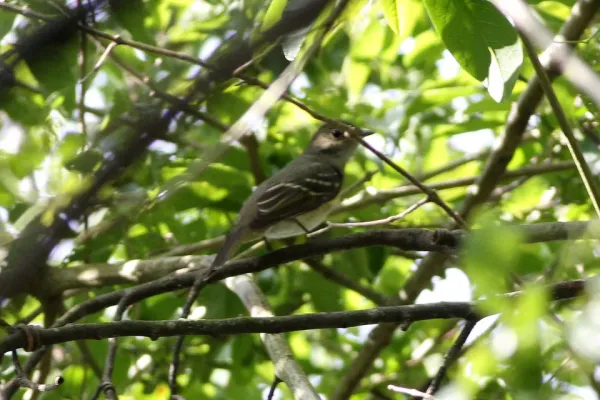 File:Small-billed Elaenia (Elaenia parvirostris) (8077689724).jpg