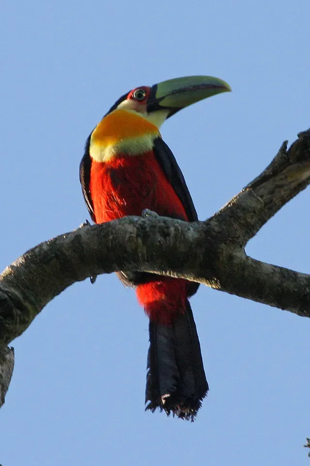 File:Green-billed Toucan (Ramphastos dicolorus) (8077690952).jpg