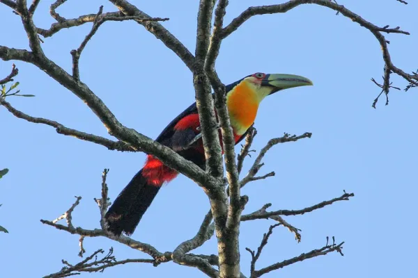 File:Green-billed Toucan (Ramphastos dicolorus) (8077691476).jpg