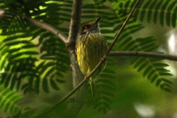 File:Eared Pygmy-Tyrant (Myiornis auricularis) (8077692494).jpg