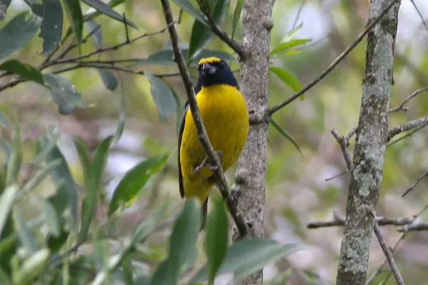 File:Green-chinned Euphonia (Euphonia chalybea) (8077693394).jpg