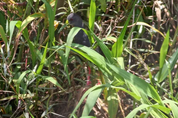 File:Blackish Rail (Pardirallus nigricans) (8077695274).jpg