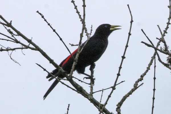 File:Red-rumped Cacique (Cacicus haemorrhous) (8077695760).jpg