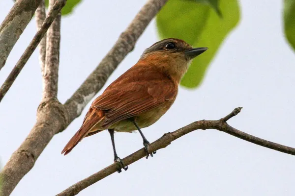 File:Chestnut-crowned Becard (Pachyramphus castaneus) (8077697316).jpg