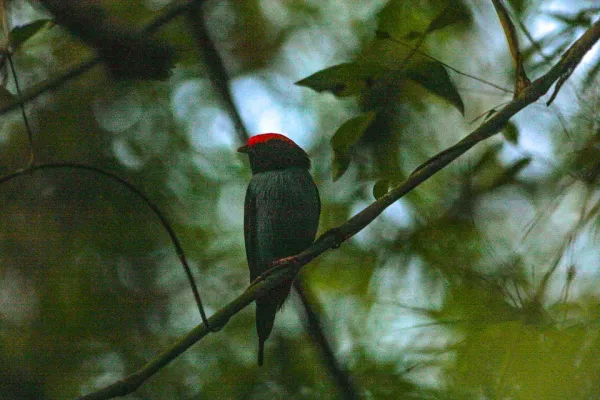 File:Blue Manakin (Chiroxiphia caudata) (8077707509).jpg