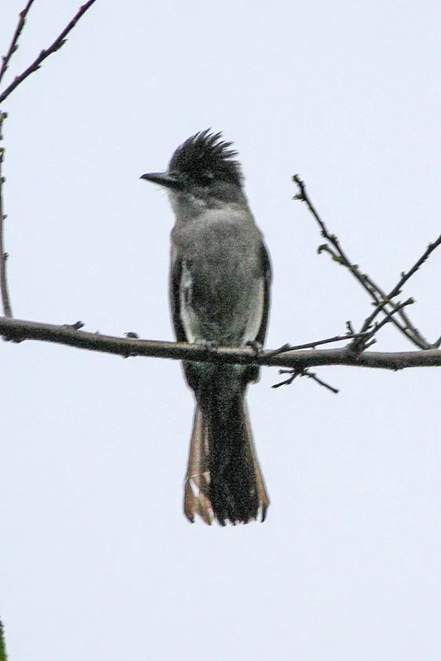 File:Eastern Sirystes (Sirystes sibilator) (8077699272).jpg