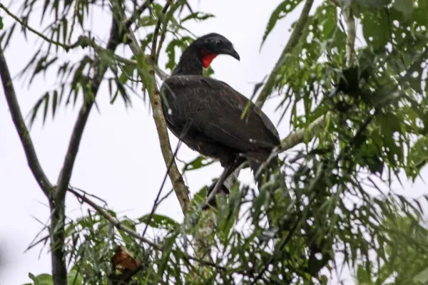 File:Rusty-margined Guan (Penelope superciliaris) (8077708819).jpg